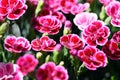 Blooming Carnation on the market