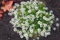 Blooming carpet of Sweet Alyssum also Alison Lobularia maritima Royalty Free Stock Photo