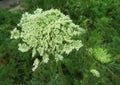 Blooming carrots close up in the garden