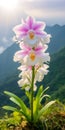 Stunning Macro Photography Of Blooming Cat-faced Orchid On Guangxi Mountain