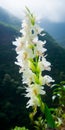 Radiant Orchid Blooming In Tropical Symbolism Near Mountain Vistas