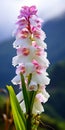 Pink And White Orchid: A Stunning Hdr Image Of Nature\'s Beauty Royalty Free Stock Photo