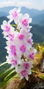 Joyful Celebration Of Nature: White And Pink Orchids On The Mountain