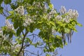Blooming catalpa tree Royalty Free Stock Photo