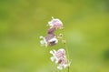 Blooming catchfly, Caryophyllaceae