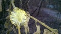 Blooming catkin, springtime, easter symbol