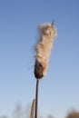 Blooming cattail against blue sky