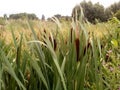 Blooming cattail on the edge of a small swamp. Summer evening. Excellent photowall-paper. Typha latifolia