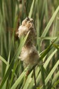 Blooming Cattail