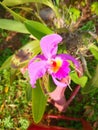 Blooming catyla orchids grow in the yard Royalty Free Stock Photo