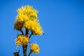 Blooming Century plant, Maguey, or American aloe Agave americana; blue sky background, California Royalty Free Stock Photo