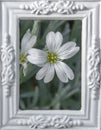 Blooming Cerastium tomentosum or Snow-in-summer white flowers in the white ornamental picture frame Royalty Free Stock Photo