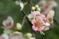 Blooming Chaenomeles speciosa in a garden