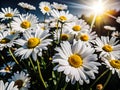 Blooming Chamomile Daisies Under Bright Sun Rays â Macro Flower Photography 4K Royalty Free Stock Photo