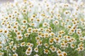 Blooming chamomile field, sunny summer day. Natural floral background. Selective focus