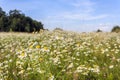 Blooming chamomile green field under a summer sky Royalty Free Stock Photo