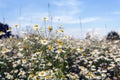 Blooming chamomile  field under a blue summer sky Royalty Free Stock Photo