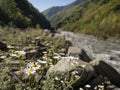 Blooming chamomile. In a mountain river meadow Royalty Free Stock Photo