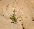 Blooming chamomile in the Negev desert, Israel Royalty Free Stock Photo