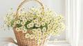 Blooming chamomiles in a wicker basket on table by the window. Daylight. Easter mothers day women\'s day floral banner