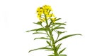 Blooming Cheiranthus cheri flower Royalty Free Stock Photo