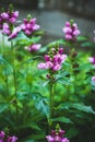 Blooming Chelone obliqua Rose turtlehead in the garden