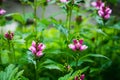 Blooming Chelone obliqua Rose turtlehead in the garden