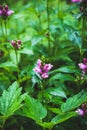 Blooming Chelone obliqua Rose turtlehead in the garden