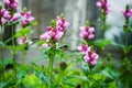 Blooming Chelone obliqua Rose turtlehead in the garden