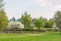 Blooming cherry and apple orchards on the hills in the city park in spring Royalty Free Stock Photo