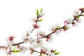 Blooming cherry or apricot branch with pink flowers and Bud isolated on white background Royalty Free Stock Photo