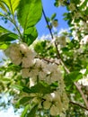 Blooming cherry on a background of blue sky. White cherry flowers on a tree close-up. Royalty Free Stock Photo