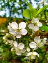 Blooming cherry on a background of blue sky. White cherry flowers on a tree close-up. Royalty Free Stock Photo