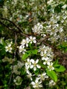 Blooming cherry on a background of blue sky. White cherry flowers on a tree close-up. Royalty Free Stock Photo