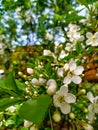 Blooming cherry on a background of blue sky. White cherry flowers on a tree close-up. Royalty Free Stock Photo