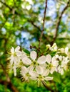 Blooming cherry on a background of blue sky. White cherry flowers on a tree close-up. Royalty Free Stock Photo