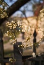 Blooming cherry. blooming white flowers on a tree Royalty Free Stock Photo