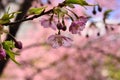 Blooming cherry blossom in Japanese garden, Kyoto Japan Royalty Free Stock Photo
