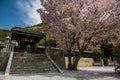 Blooming cherry blossom in Okayama Temple Beautiful spring landscapes of Japan