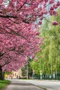 Blooming cherry blossom. Sakura tree. Spring in city Royalty Free Stock Photo