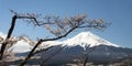 Blooming cherry blossom with Snow-capped Mt. Fuji in the distance, Fuji five lakes region, Japan