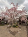 Sakura trees in Yanaka Cemetery in Tokyo