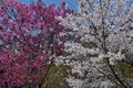Blooming cherry blossom white and pink, spring in Kyoto Japan. Royalty Free Stock Photo