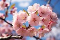 Blooming cherry blossoms in spring, blue sky, and billowy clouds