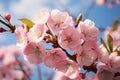 Blooming cherry blossoms in spring, blue sky, and billowy clouds