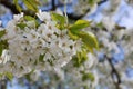 Blooming cherry blossoms Royalty Free Stock Photo