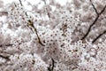 Blooming Cherry blossoms in Zhongshan Park in Spring, Qingdao, China