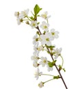 Blooming cherry branch