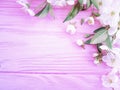 Blooming cherry branch april on a pink wooden background springtime