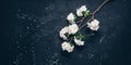 Blooming cherry branch artificial flat lay on black stone background. Beautiful spring background. Top view, banner